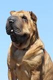 SHAR-PEI 576